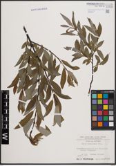 Foto von Salix daphnoides Vill.